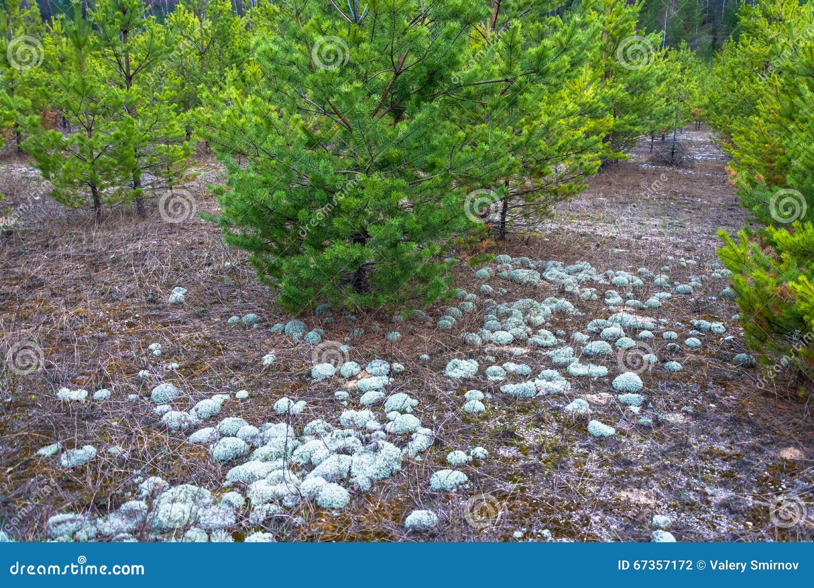 Green Planting Young Pine Trees. Stock Photo Image of background, moss 67357172