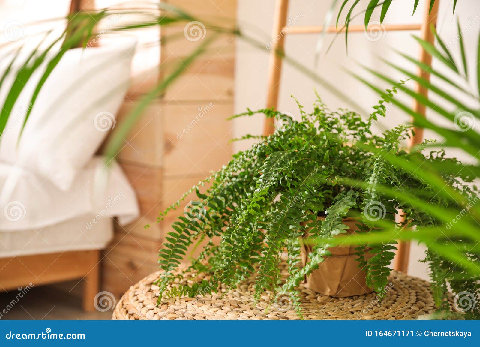 Green Plants in Bedroom. Home Design Stock Image Image of decoration