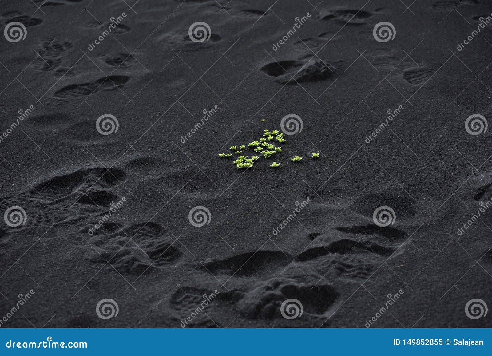Green Plants on Black Volcanic Sand in Iceland Stock Image Image of