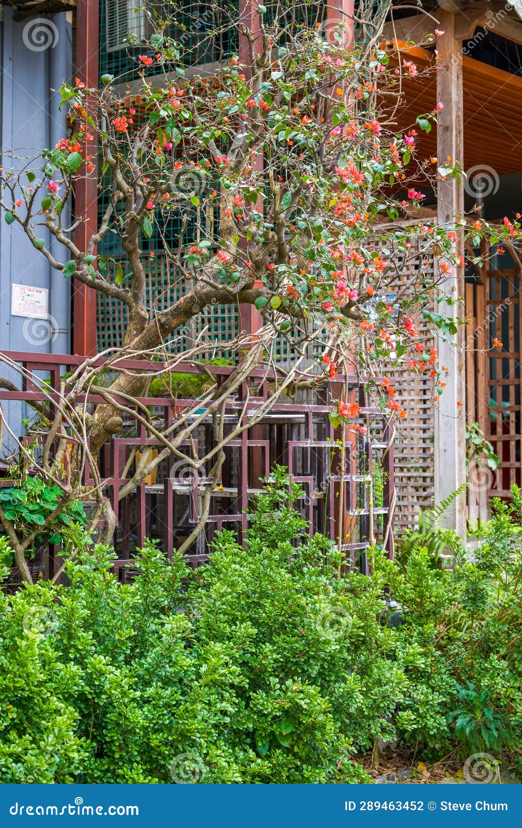 Green Plants in a Chinese Garden Stock Photo Image of ecology