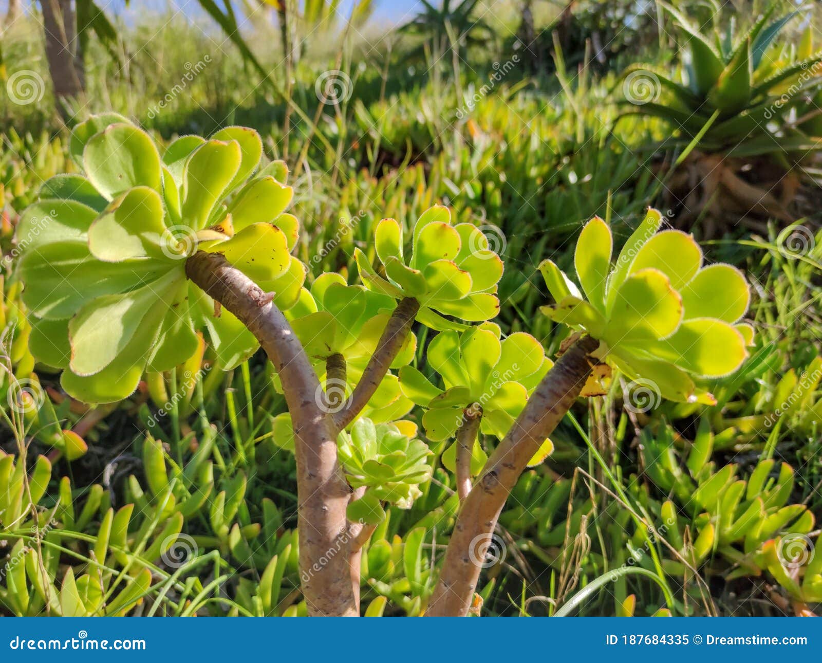 Green Plants Facing the Sun. High Quality Photo Stock Image Image of