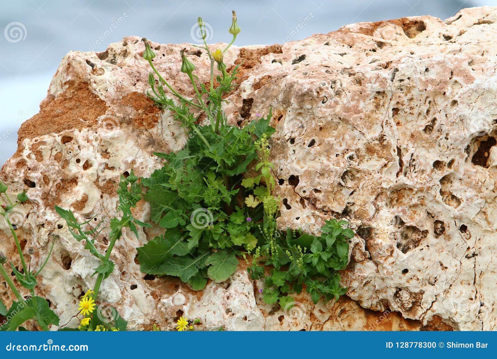 Green Plants Grew on Stones Stock Photo Image of wind, boulders