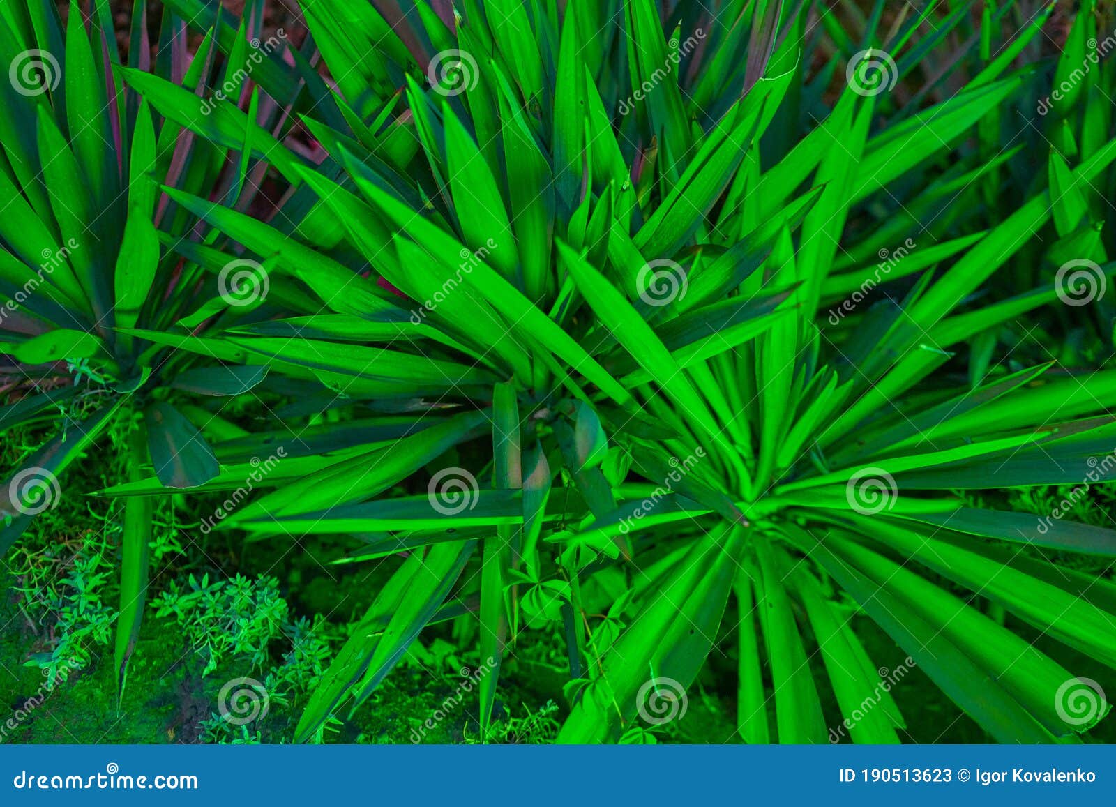 Green Plants Grow in the Desert in the Emirates Stock Image Image of