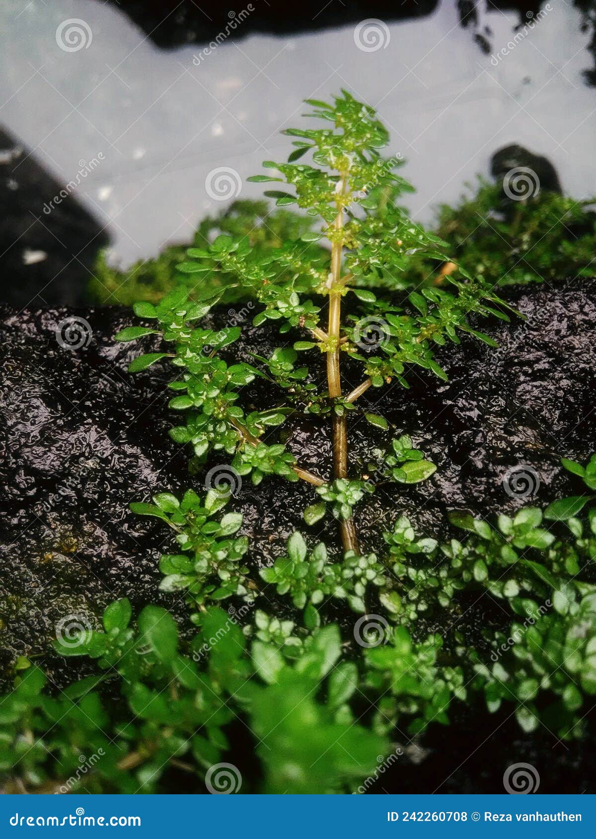 Green Plants Grow by Themselves Stock Photo Image of droplet, fruit