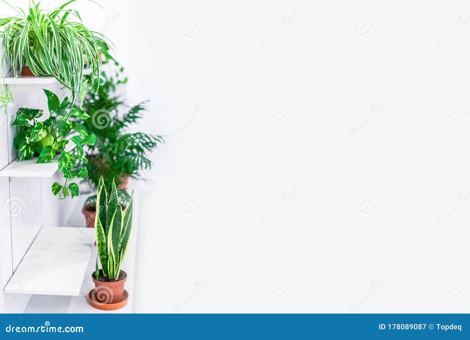 Green Plants Home Decoration on White Background Stock Image - Image of  design, flora: 178089087