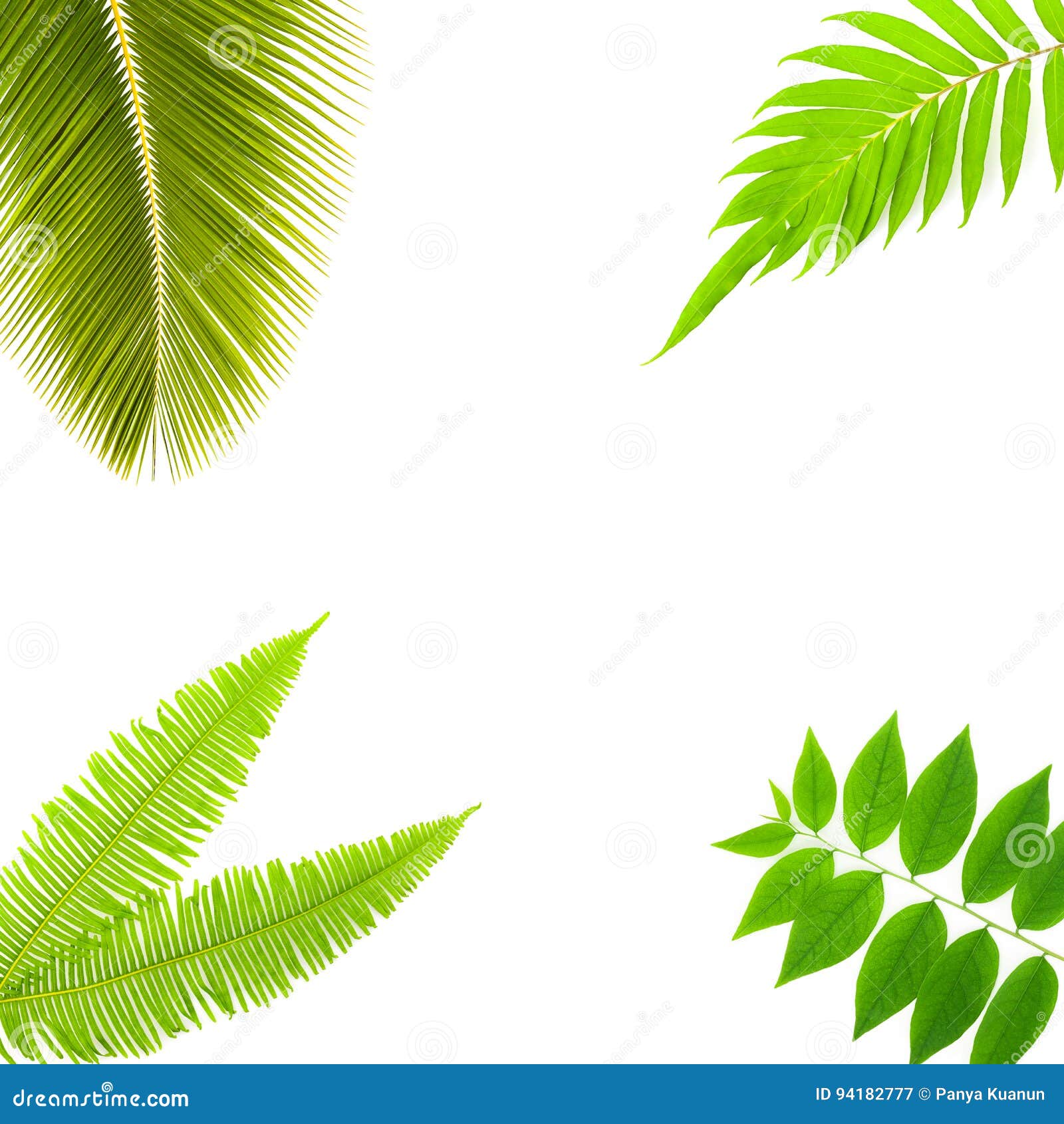 Green Plants Isolated on White Background. Stock Image Image of curve