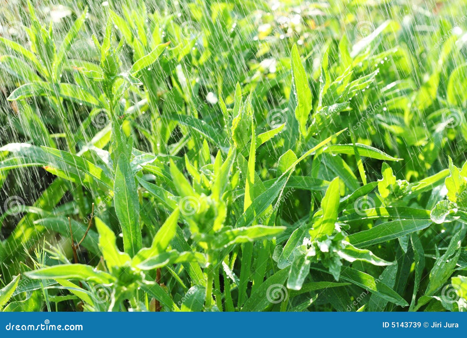 Green plants in rain stock image. Image of shades, downpour 5143739