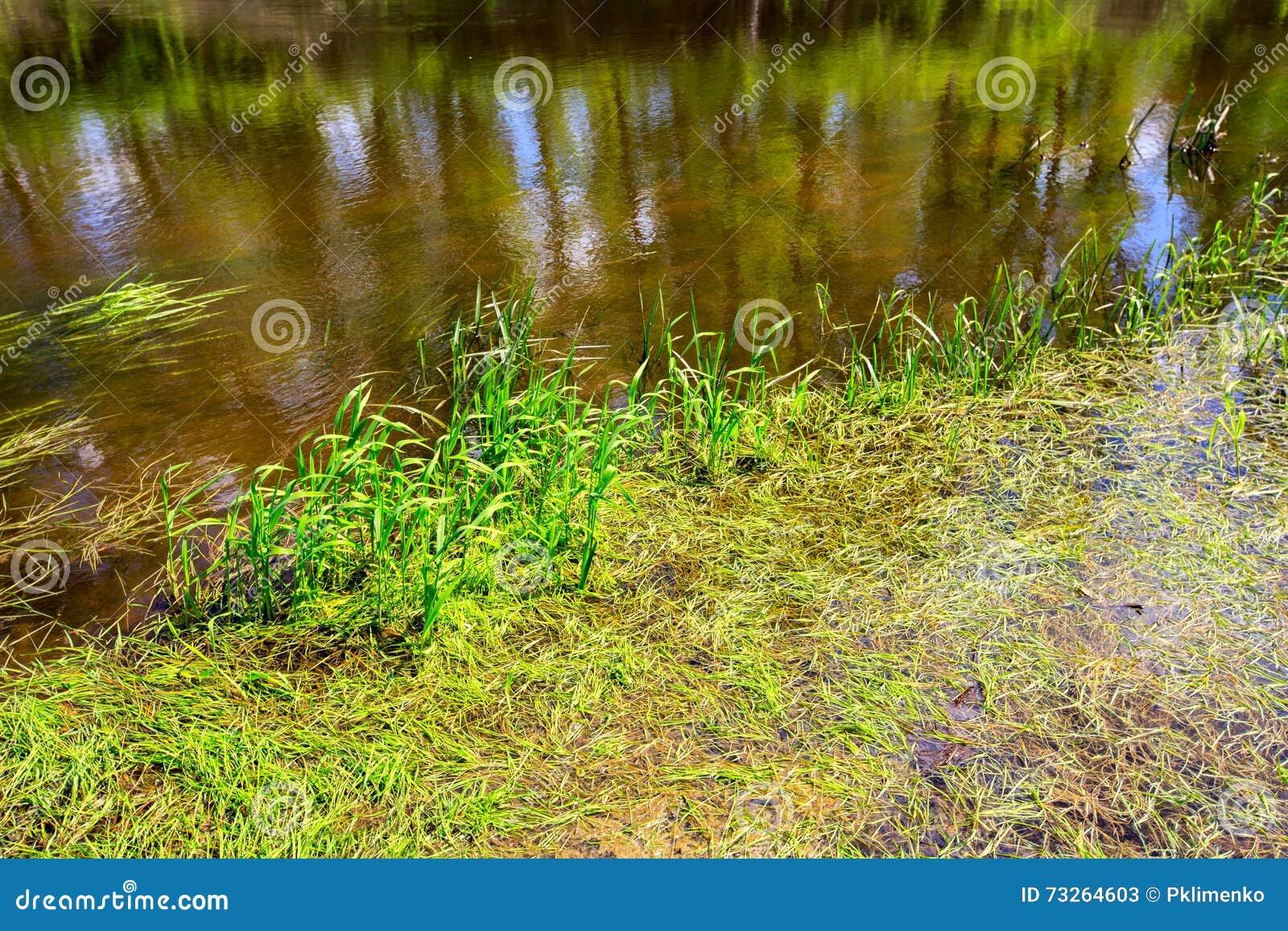 Green Plants in River Water Stock Image Image of cane, bright 73264603