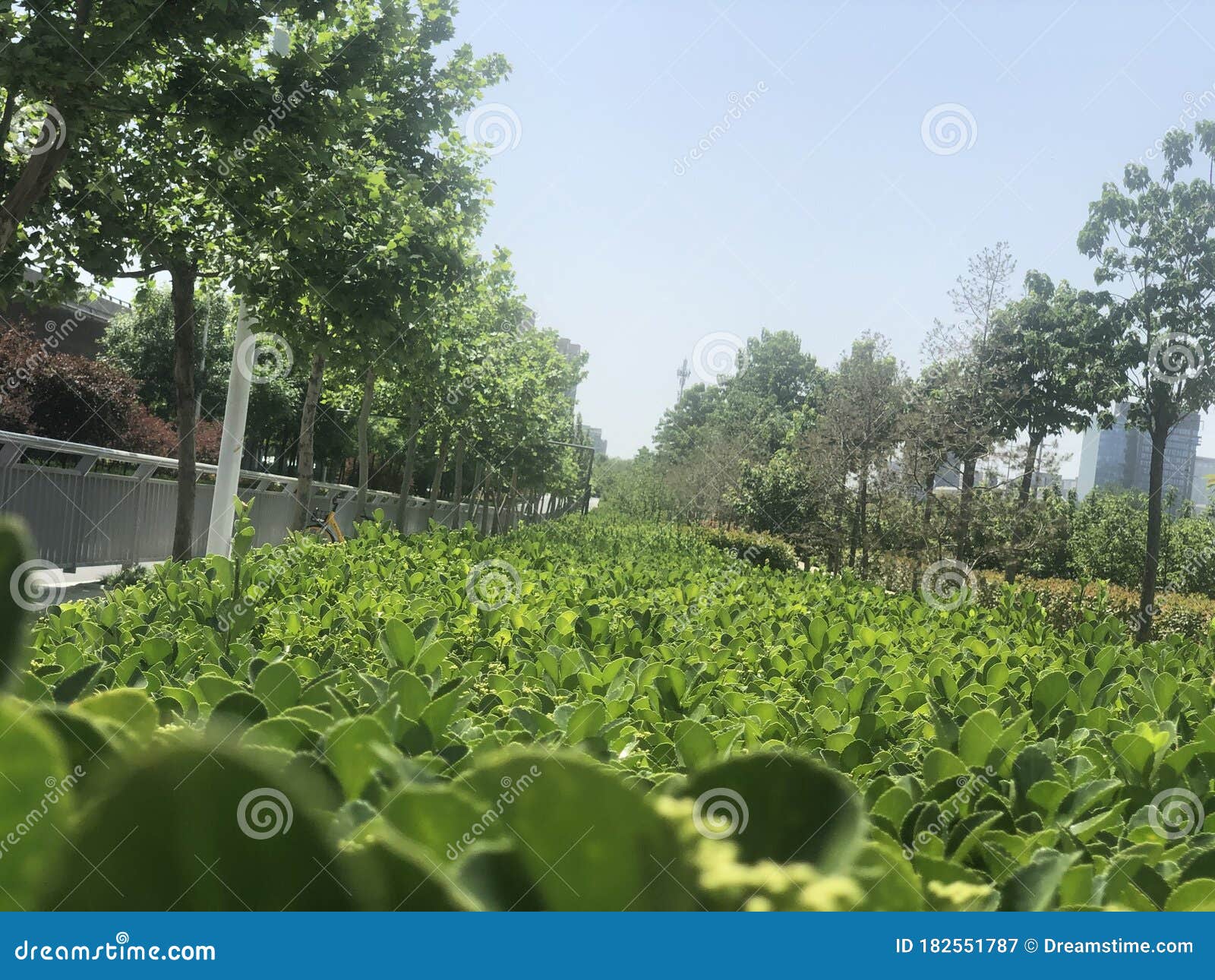 Green Plants in the Riverside Green Belt Stock Image Image of trees, green 182551787