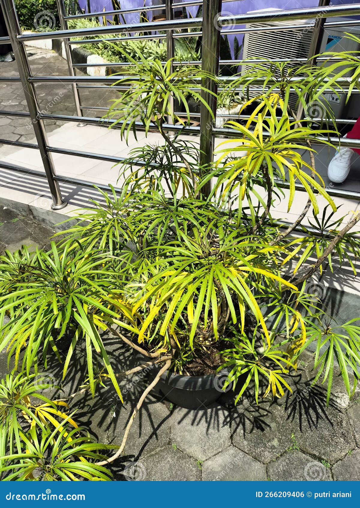 Green Plants Starting To Turn Yellow Stock Photo Image of branch