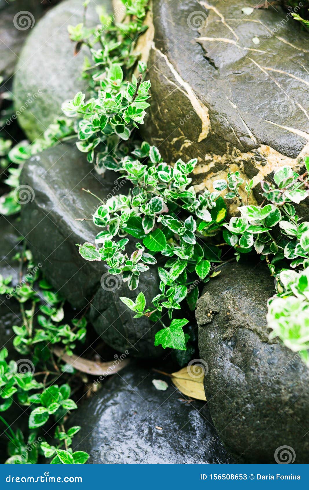 Green Plants between the Stones after the Rain Stock Image Image of