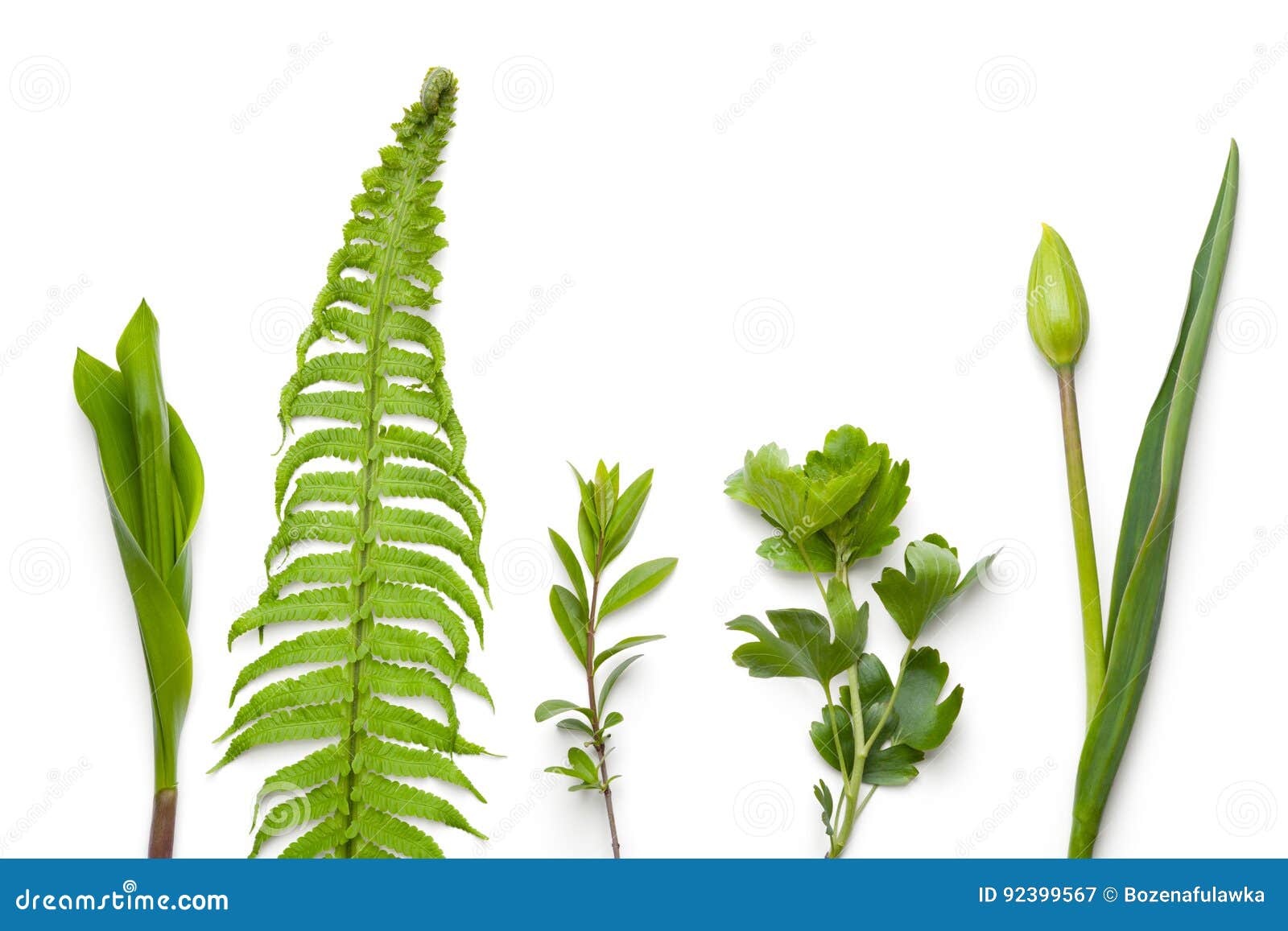 Green Plants on White Background Stock Image Image of green, flower