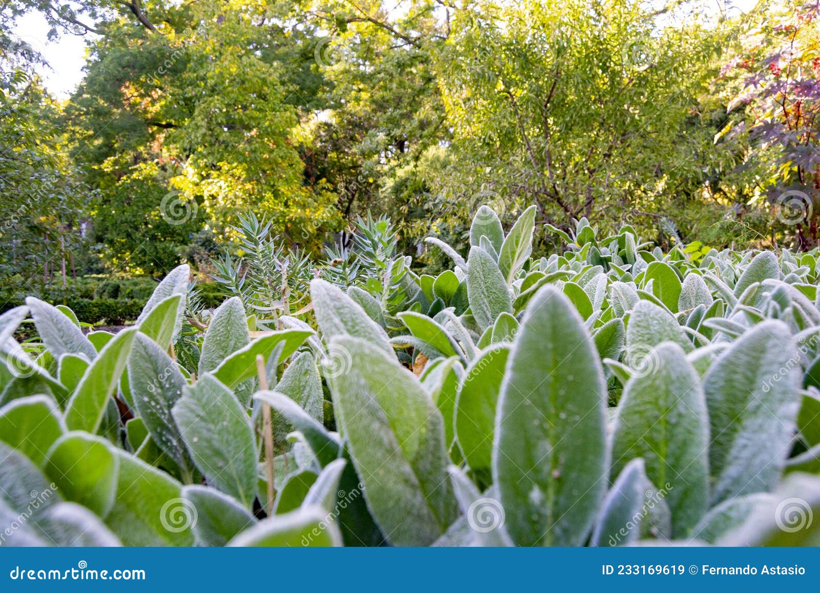 green plants with white hairs giving a sensation of cold, in the real jardÃÂ­n botÃÂ¡nico de madrid, in spain. europe.