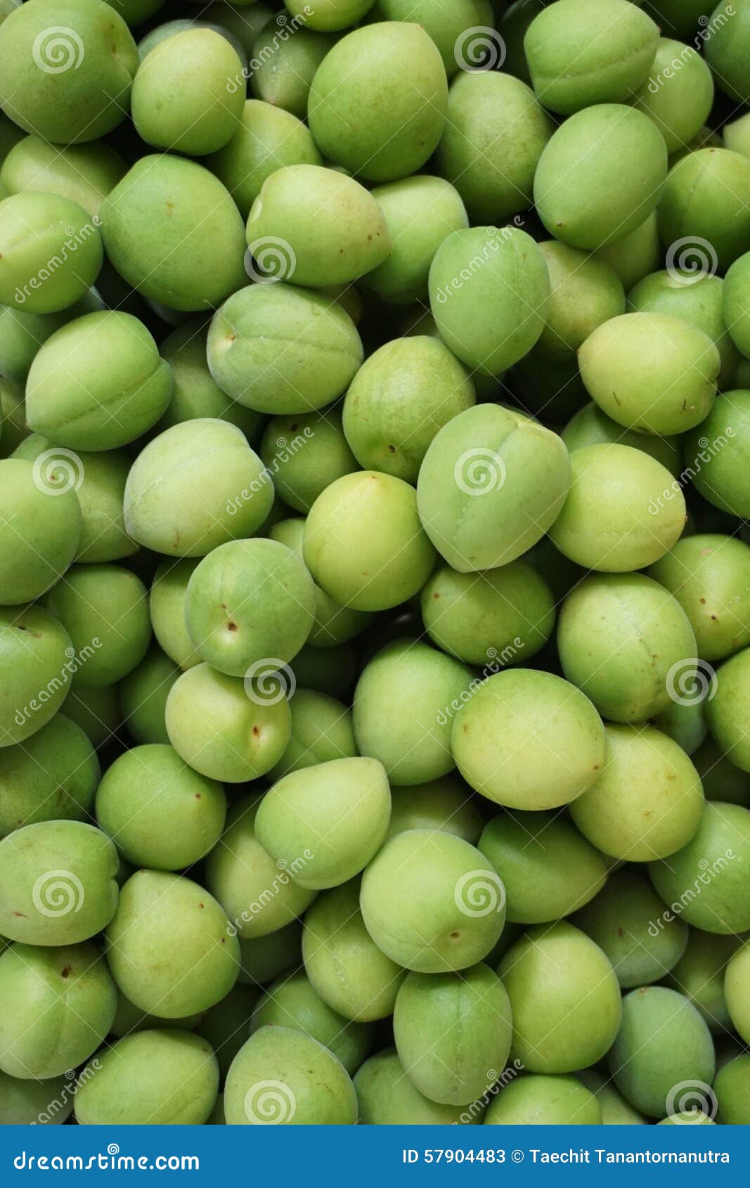 Green plum stock image. Image of closeup, abstract, agriculture 57904483