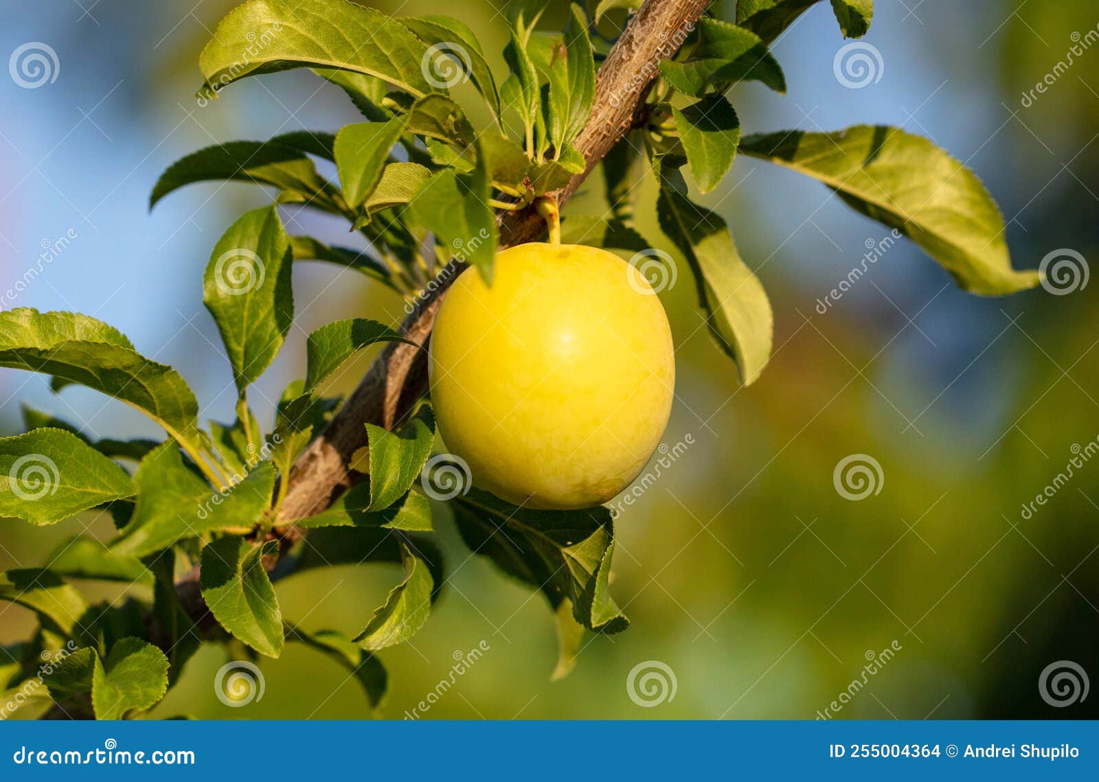 Green Plum Fruits on the Branches of a Tree. Stock Photo Image of