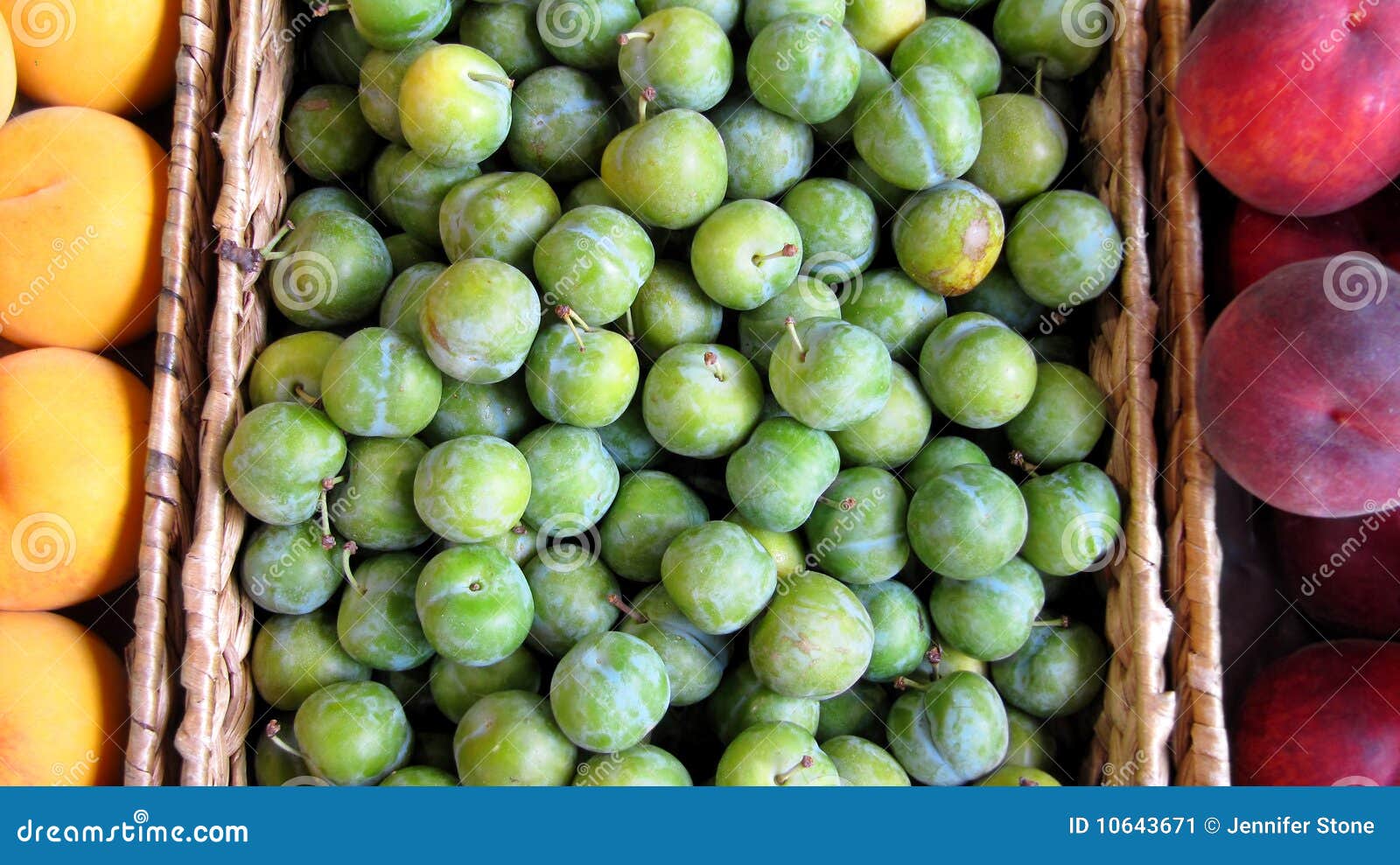 Green Plums stock image. Image of agriculture, farm, delicious 10643671