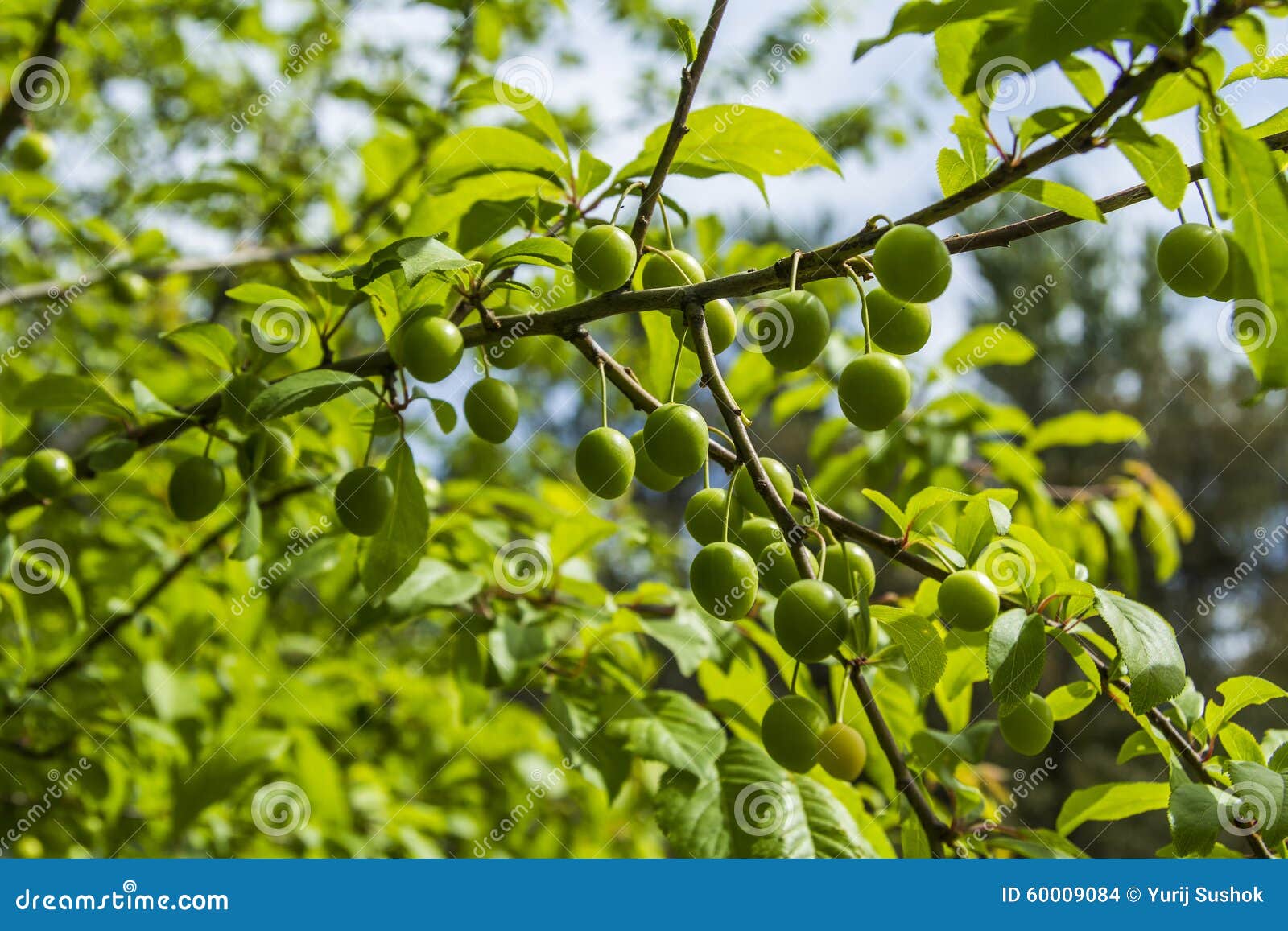 Green plums on a branch stock photo. Image of food, fruit 60009084