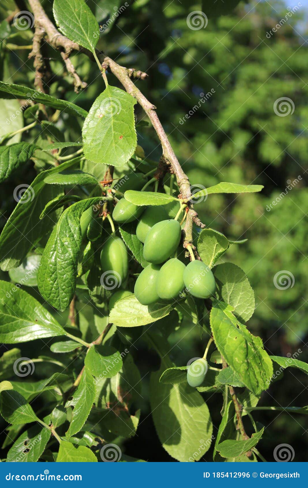 Green Plums Growing on a Victoria Plum Tree Stock Photo Image of