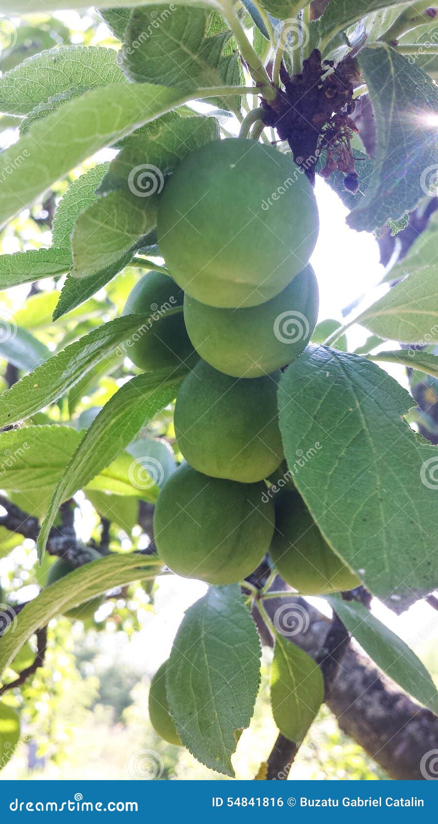 Green plums stock photo. Image of western, background 54841816