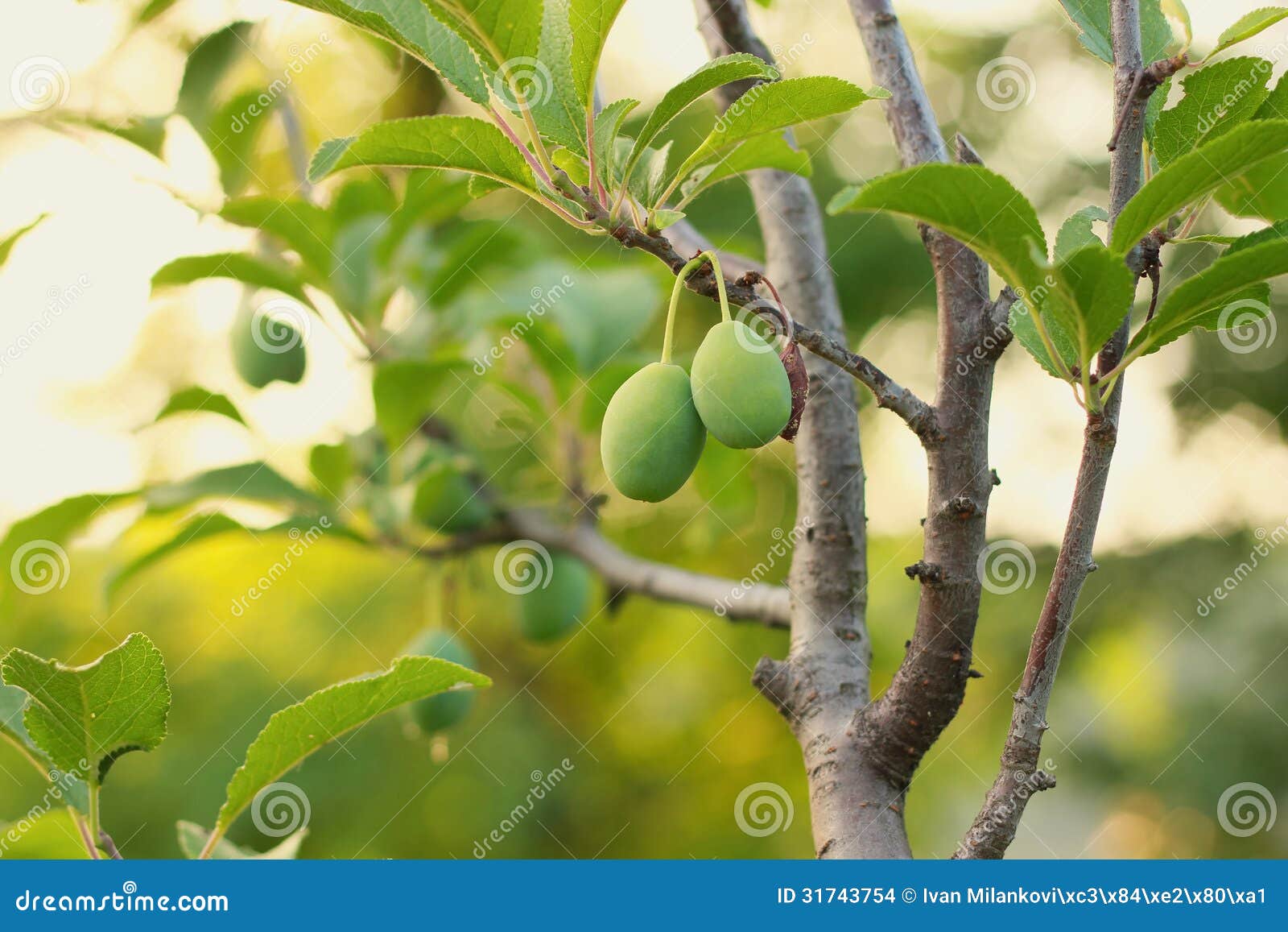 Green plums stock photo. Image of blue, green, closeup 31743754