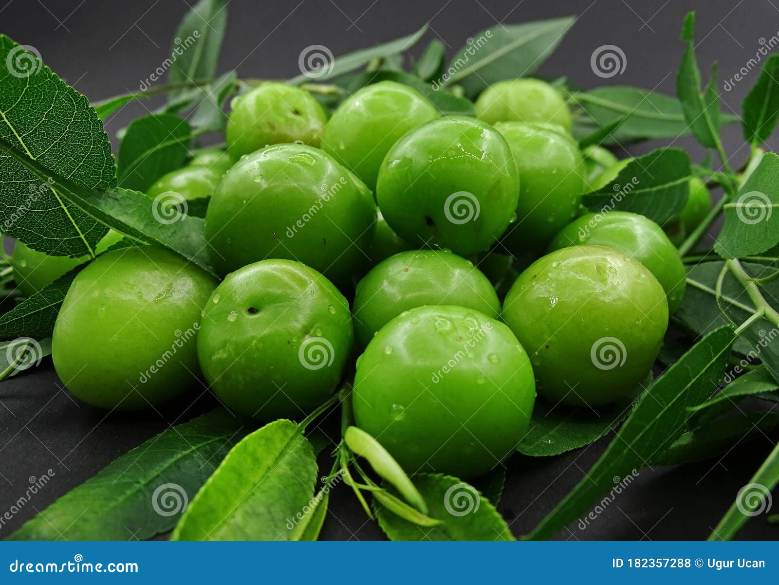 Green Plums on Plum Tree Leaves Stock Photo Image of natural, food