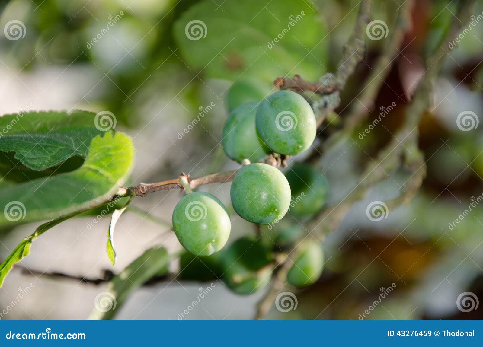 Green plums stock image. Image of young, plum, leaf, garden 43276459