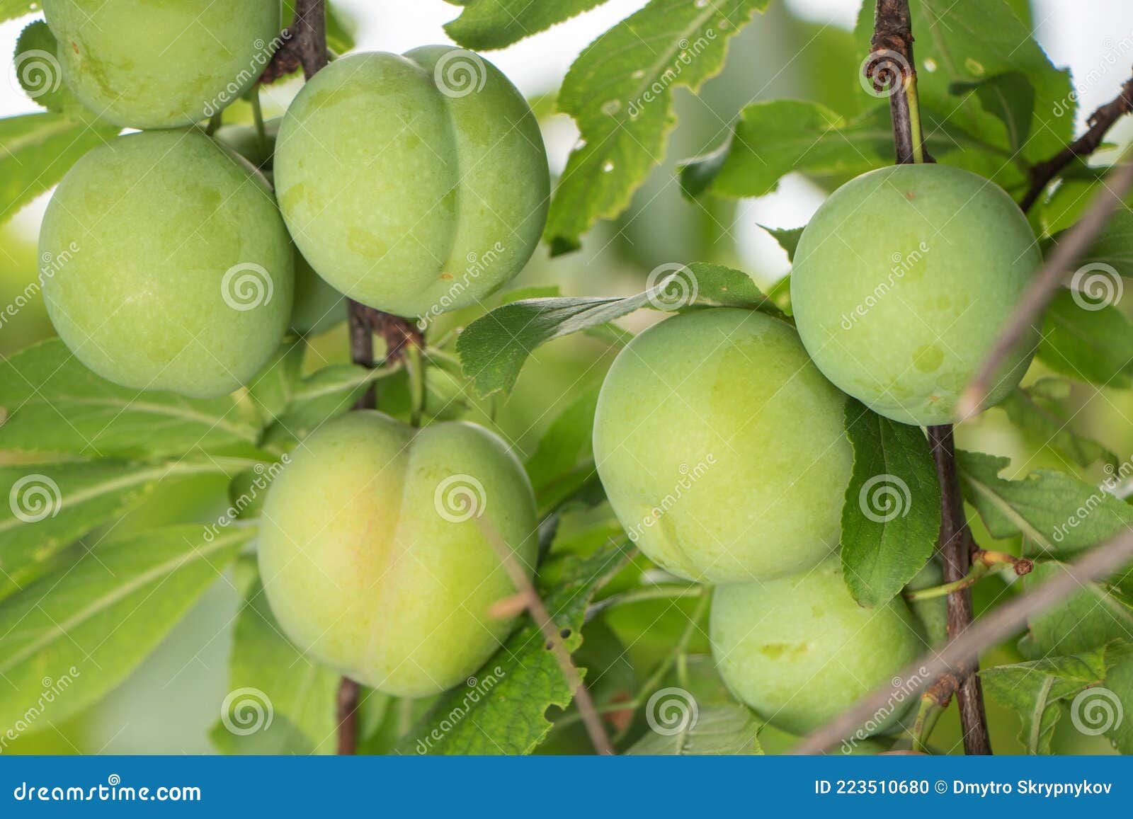 Green Plums on Tree. Plums Ripen on the Branches Stock Photo Image of