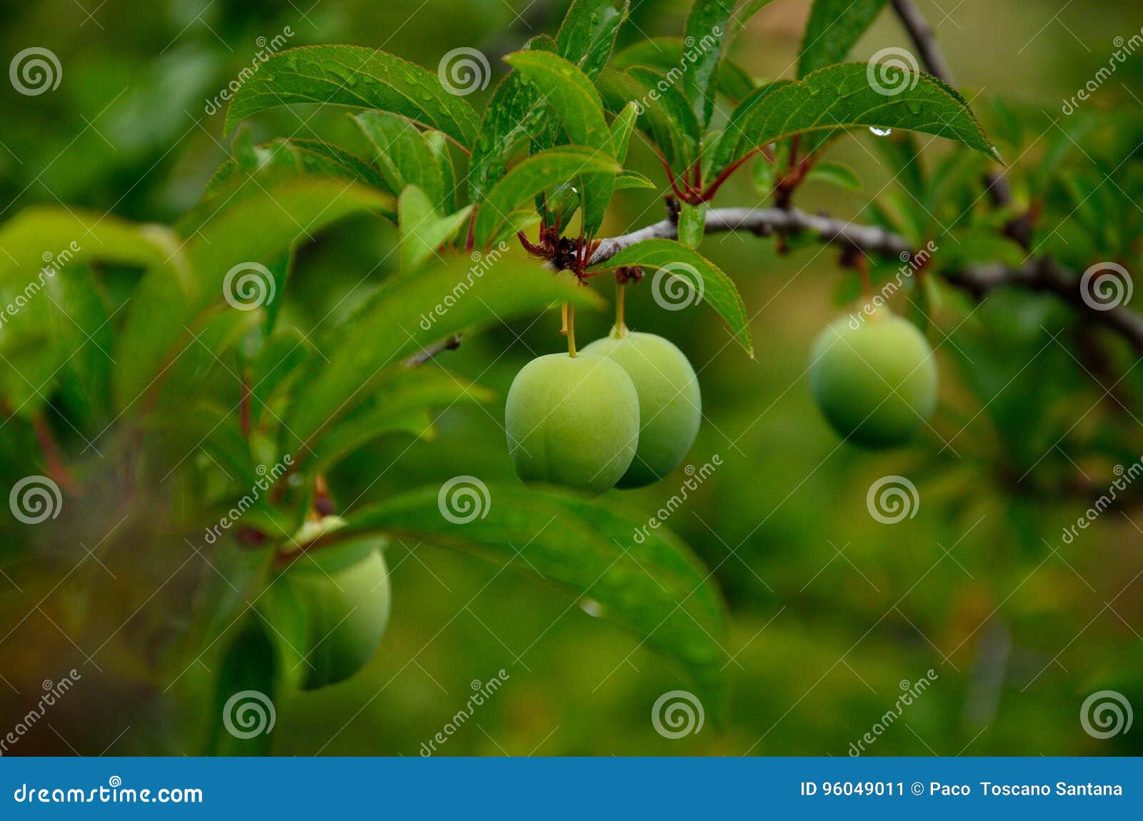 Green plums on tree stock image. Image of tasty, seasonal 96049011