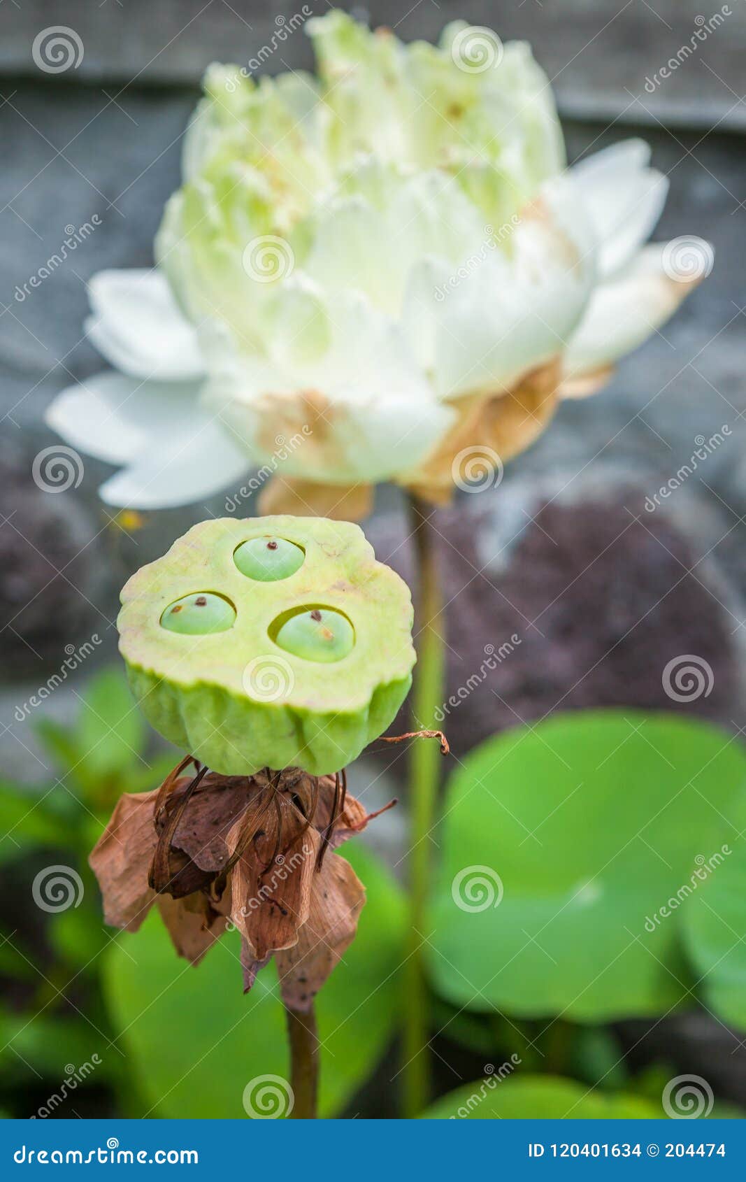 Are Lotus Flower Seed Pods Poisonous / Lotus Flowers 37