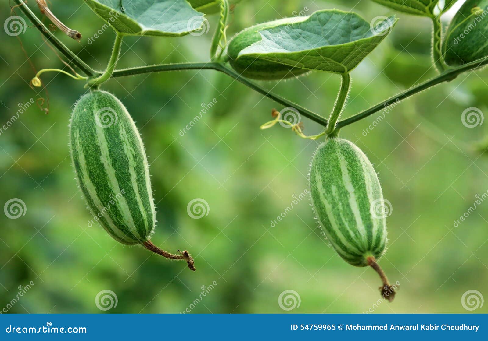 Green Pointed Gourd in Vegetable Garden Stock Image Image of