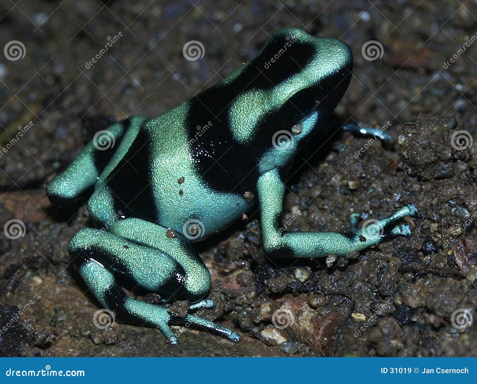 Green Poisonarrow Frog stock image. Image of sand, amphibian 31019
