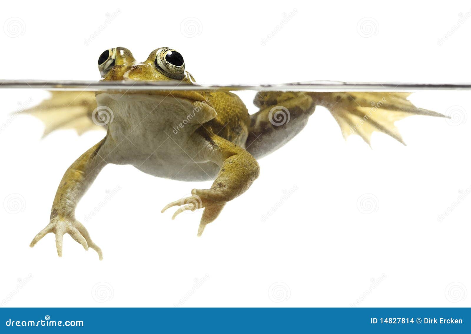 Green Pond Frog Swimming Isolated On White Stock Images - Image: 14827814