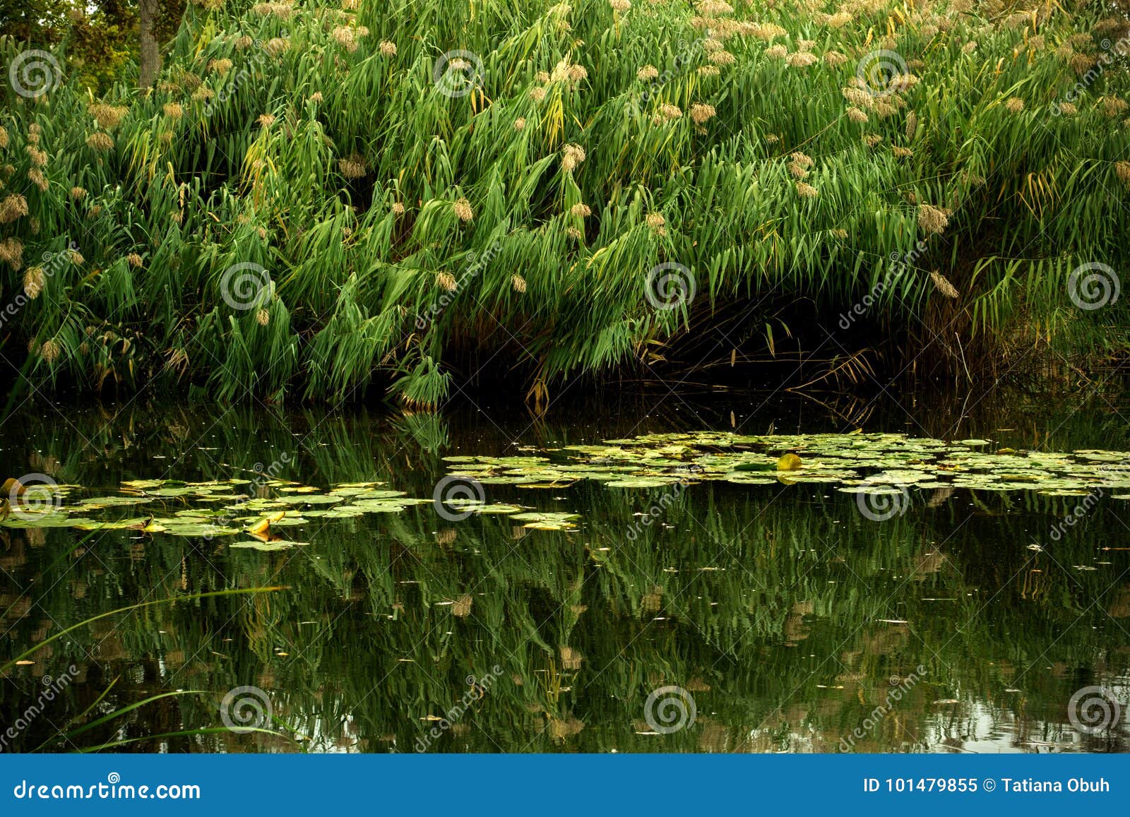 Green pond stock image. Image of green, beautiful, reed 101479855