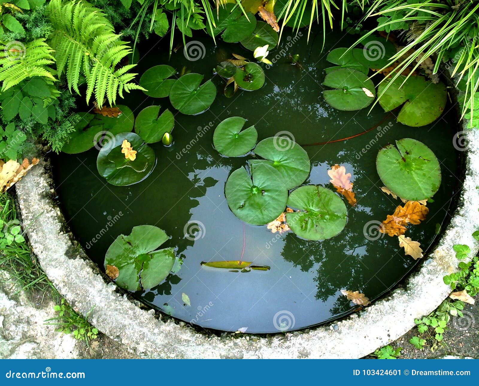 Green Pond Overgrown Pond Small Pond Water Lilies Stock Image Image