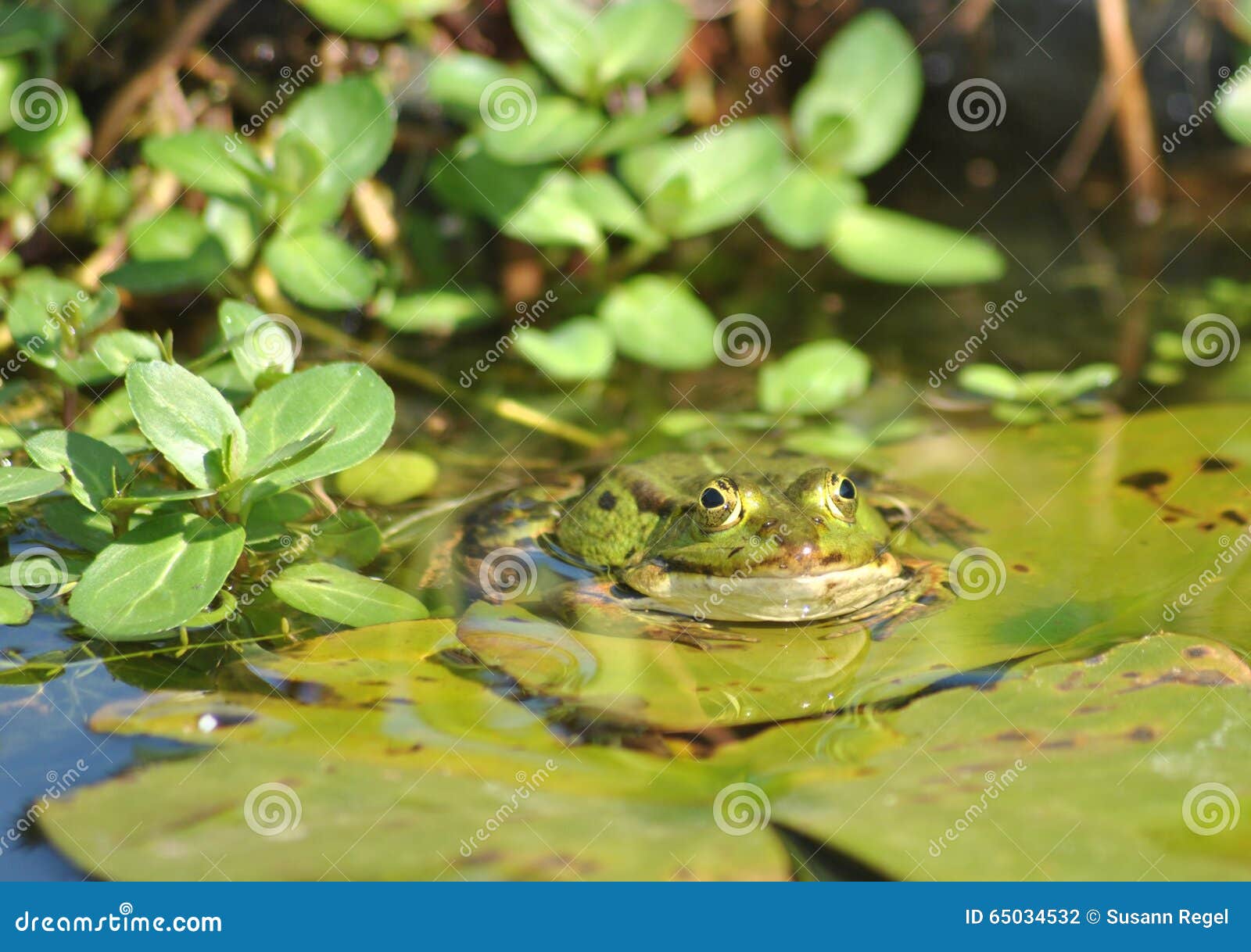 Green pond żaba