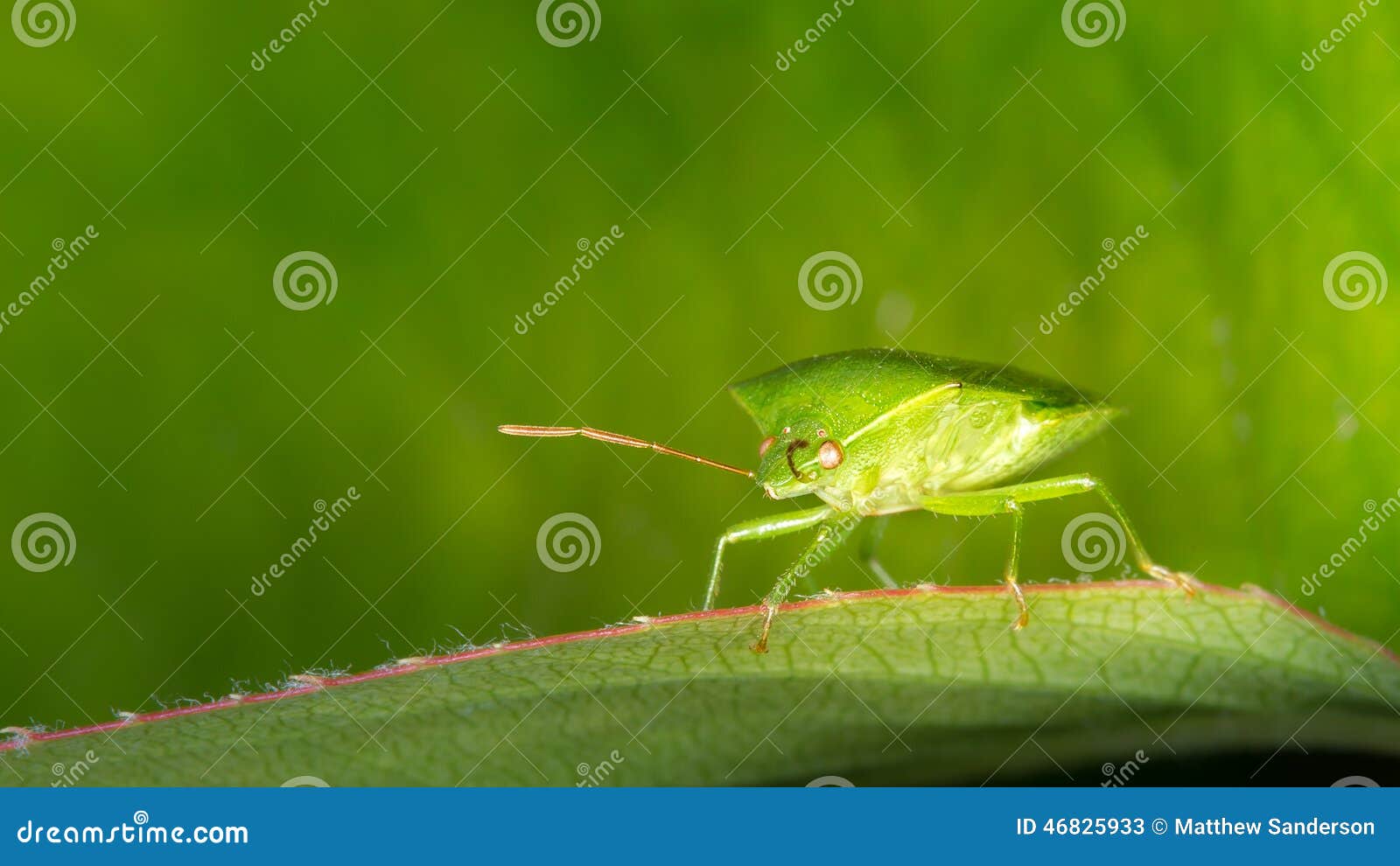 Green Potato Bug stock image. Image of beetle, green 46825933
