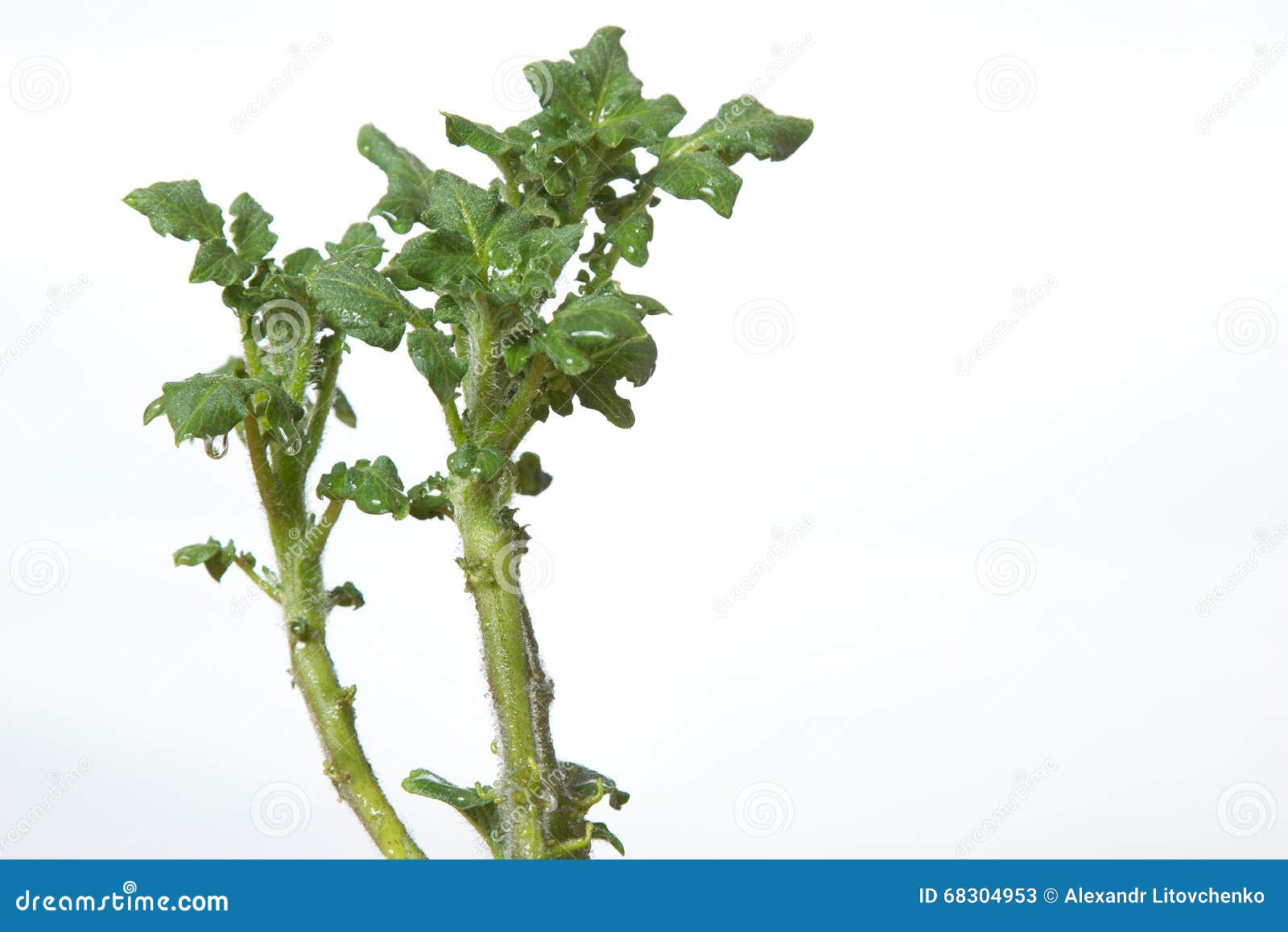 Green potato sprouts stock image. Image of food, growth 68304953