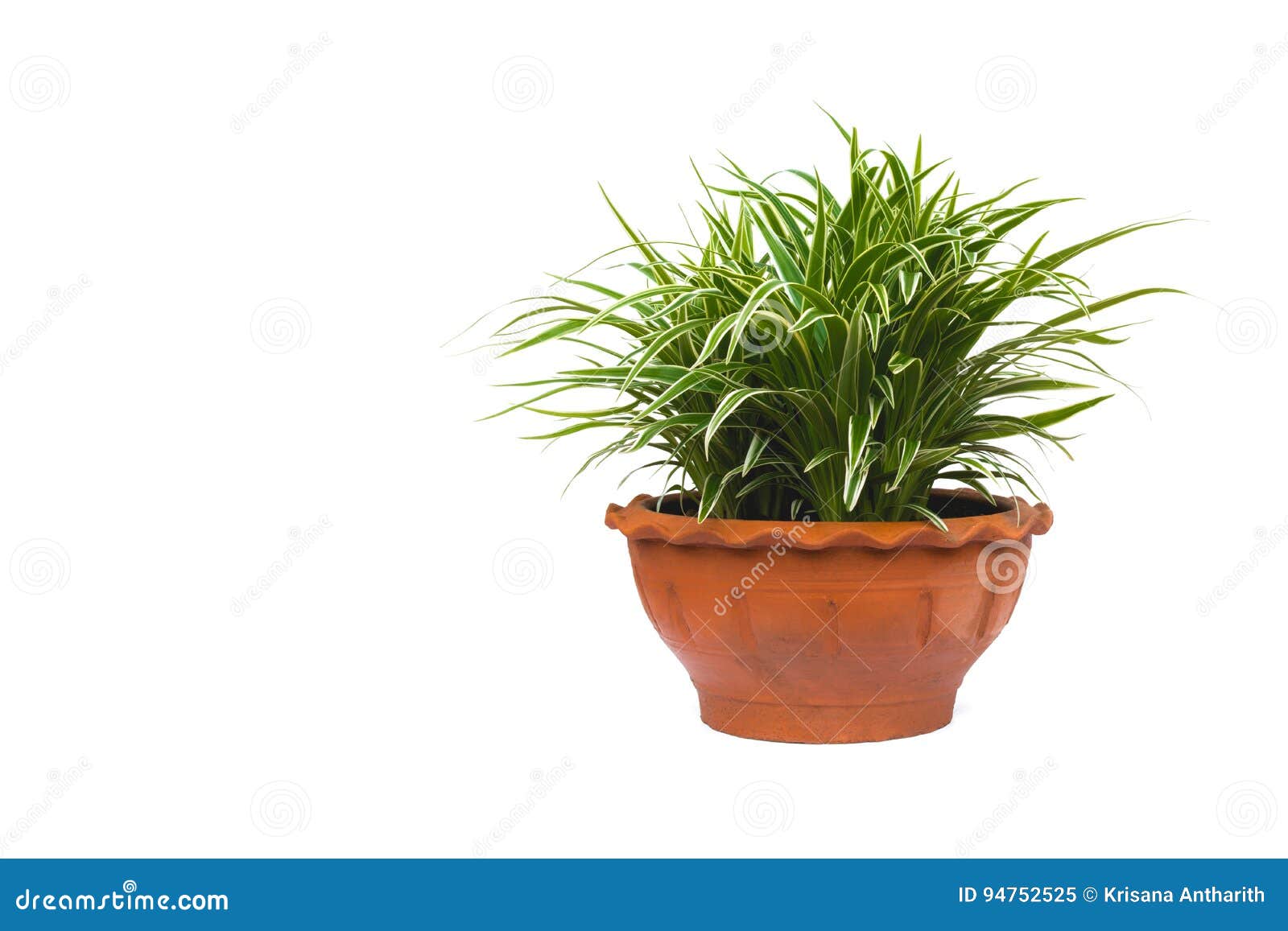 green potted plant, trees in the pot  on white