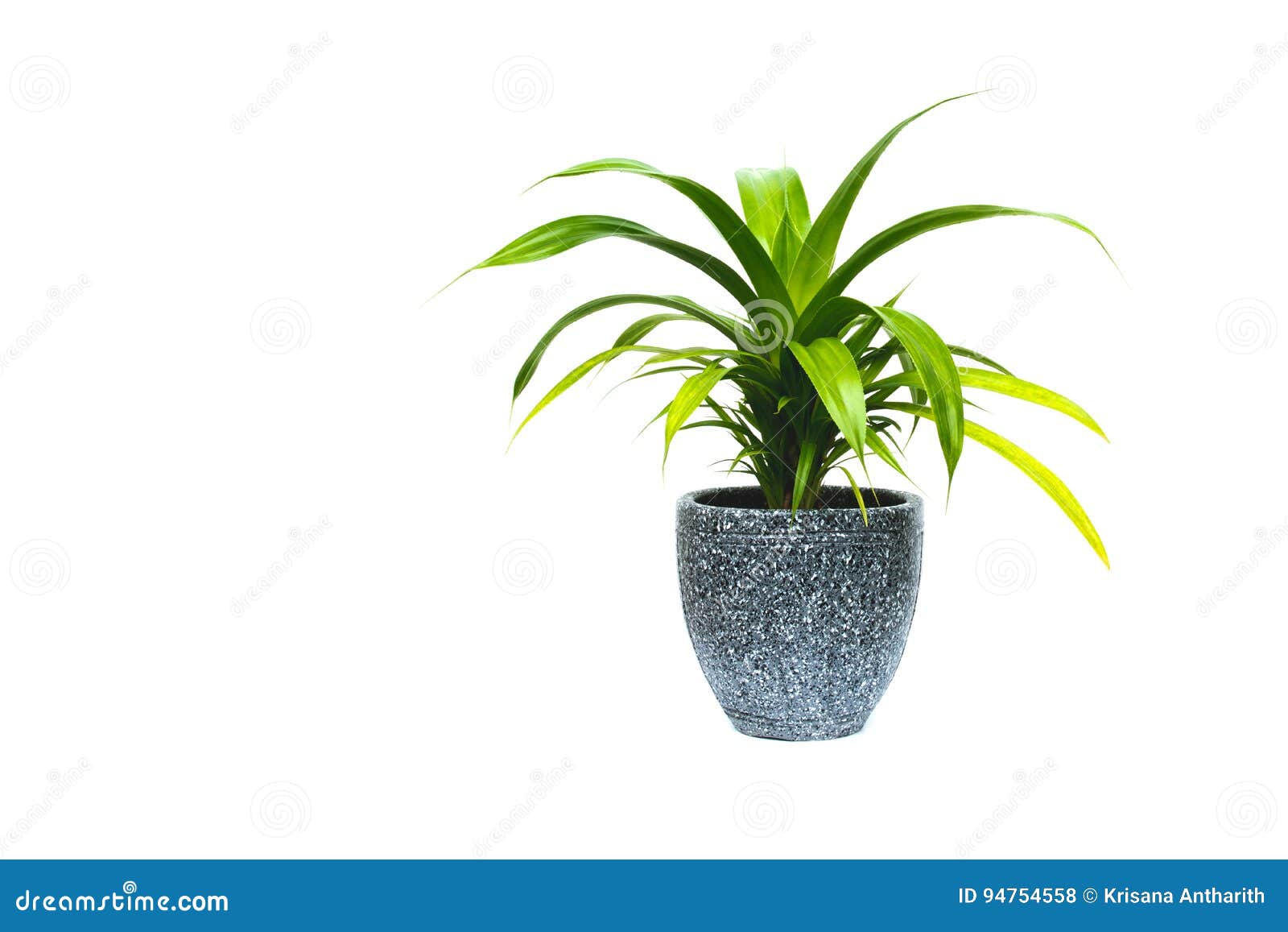 green potted plant, trees in the pot  on white