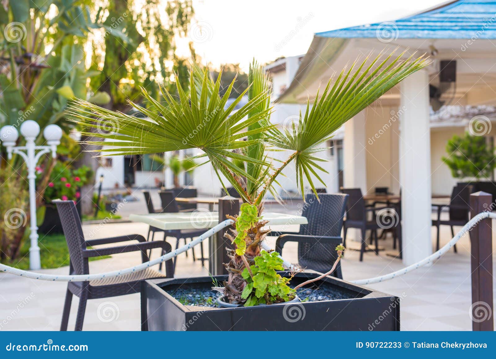 Green Potted Plants Outdoor Stock Image Image of grow, nature 90722233