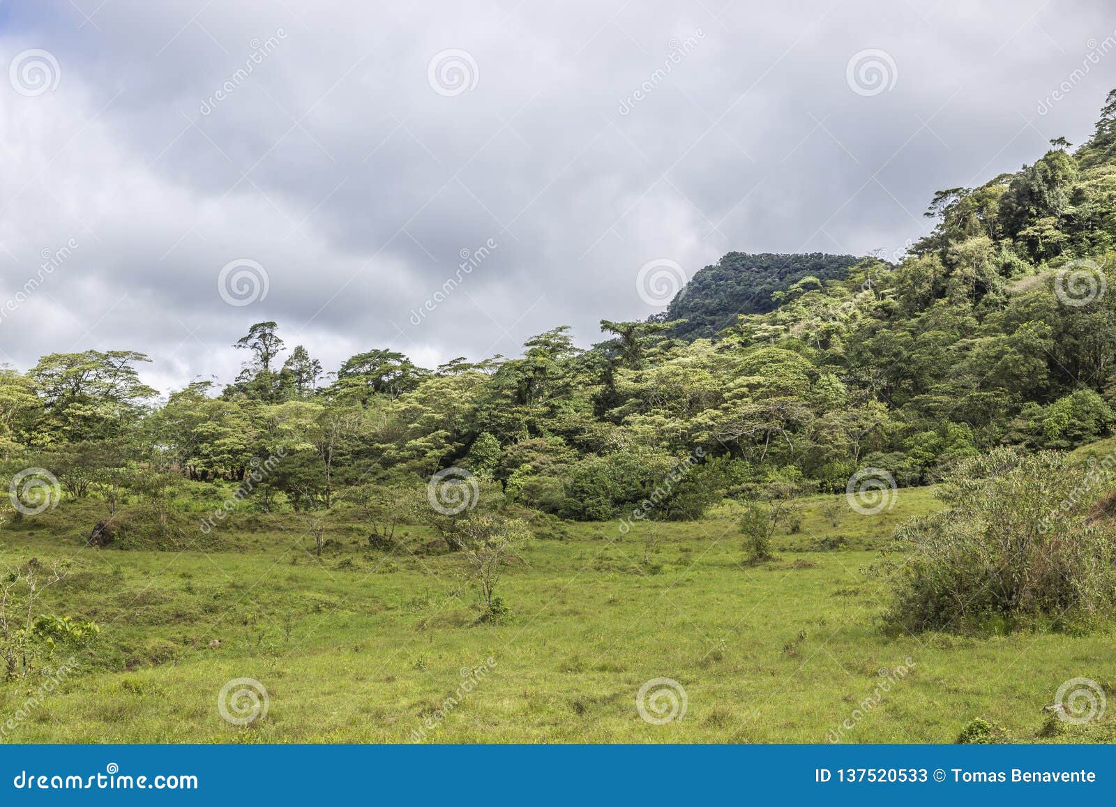 green praire at the peÃÂ±as blancas massif natural reserve, nicaragua