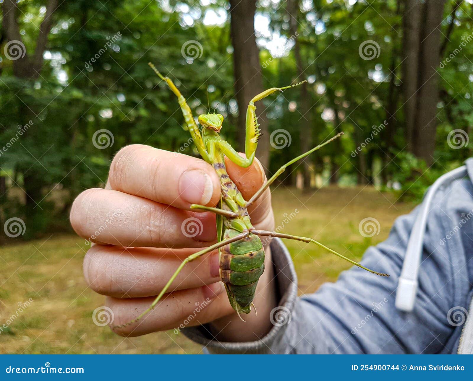 Green Praying Mantis in the Hands Stock Photo Image of predator, jump 254900744