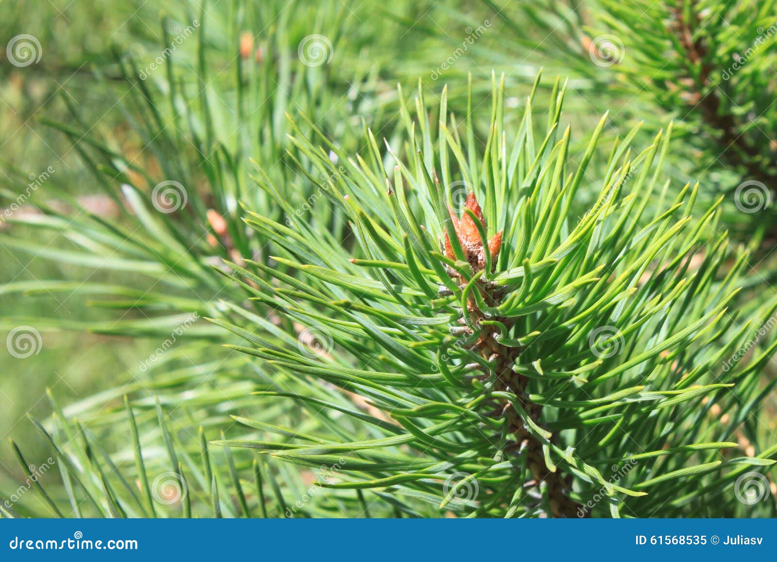 Green Prickly Branches of Pine Green Prickly Branches of Pine
