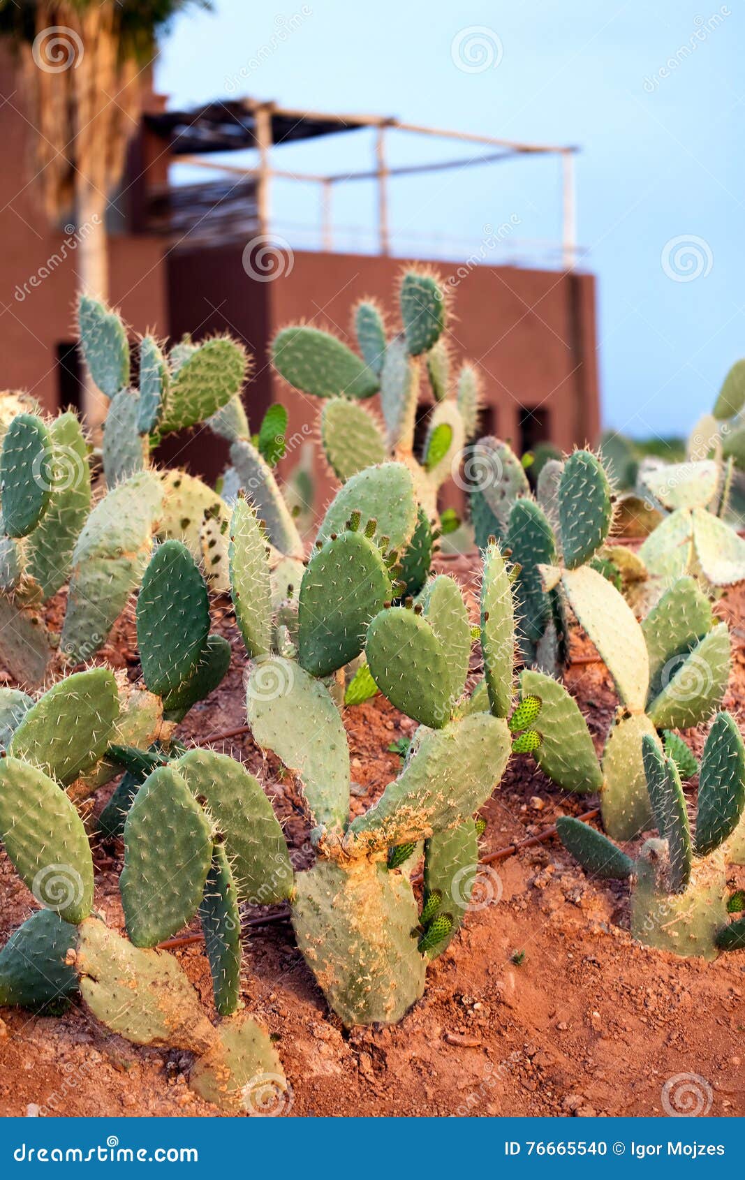 Green prickly pear cactus stock photo. Image of desert 76665540