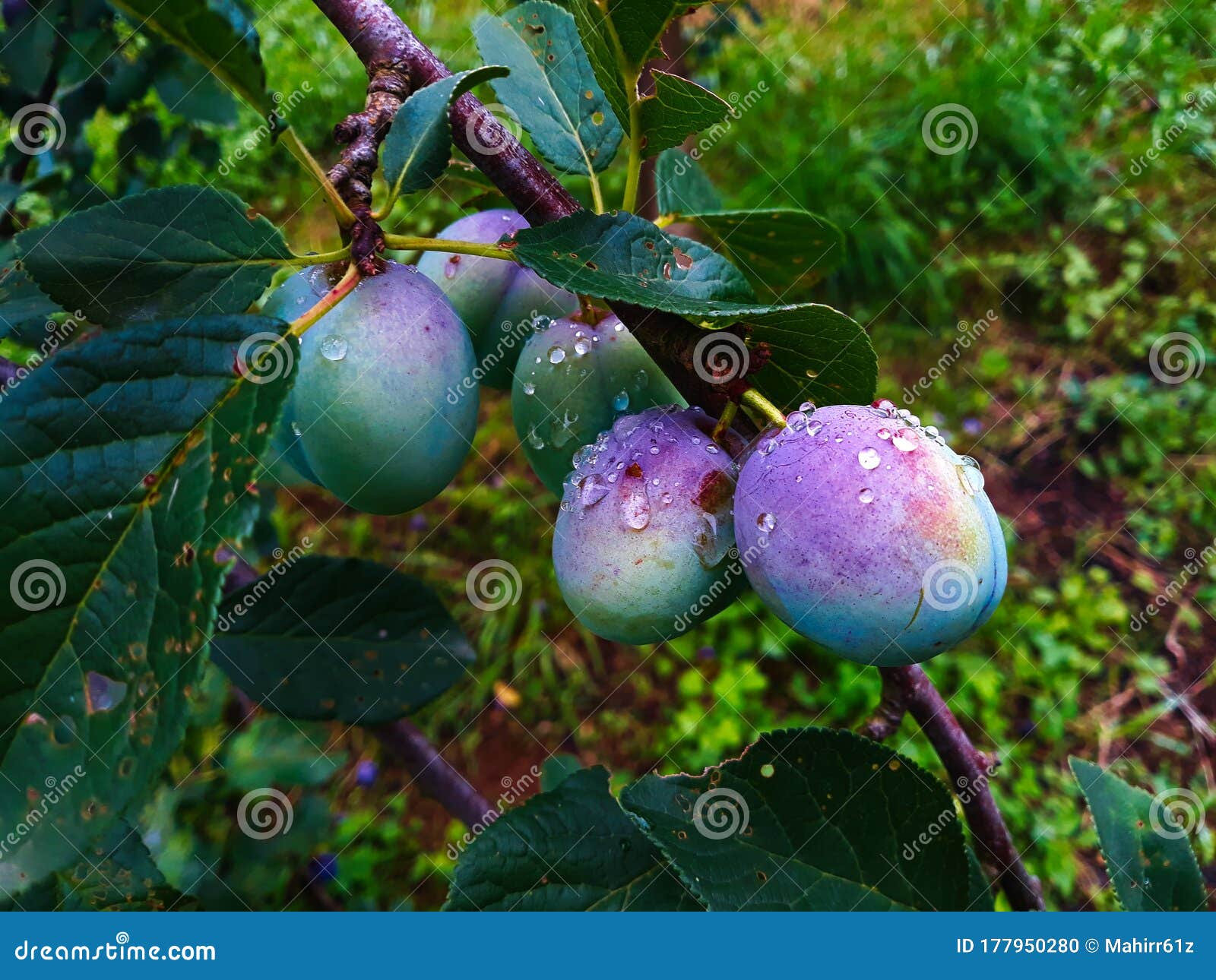 prunes tree download free prunes tree download free