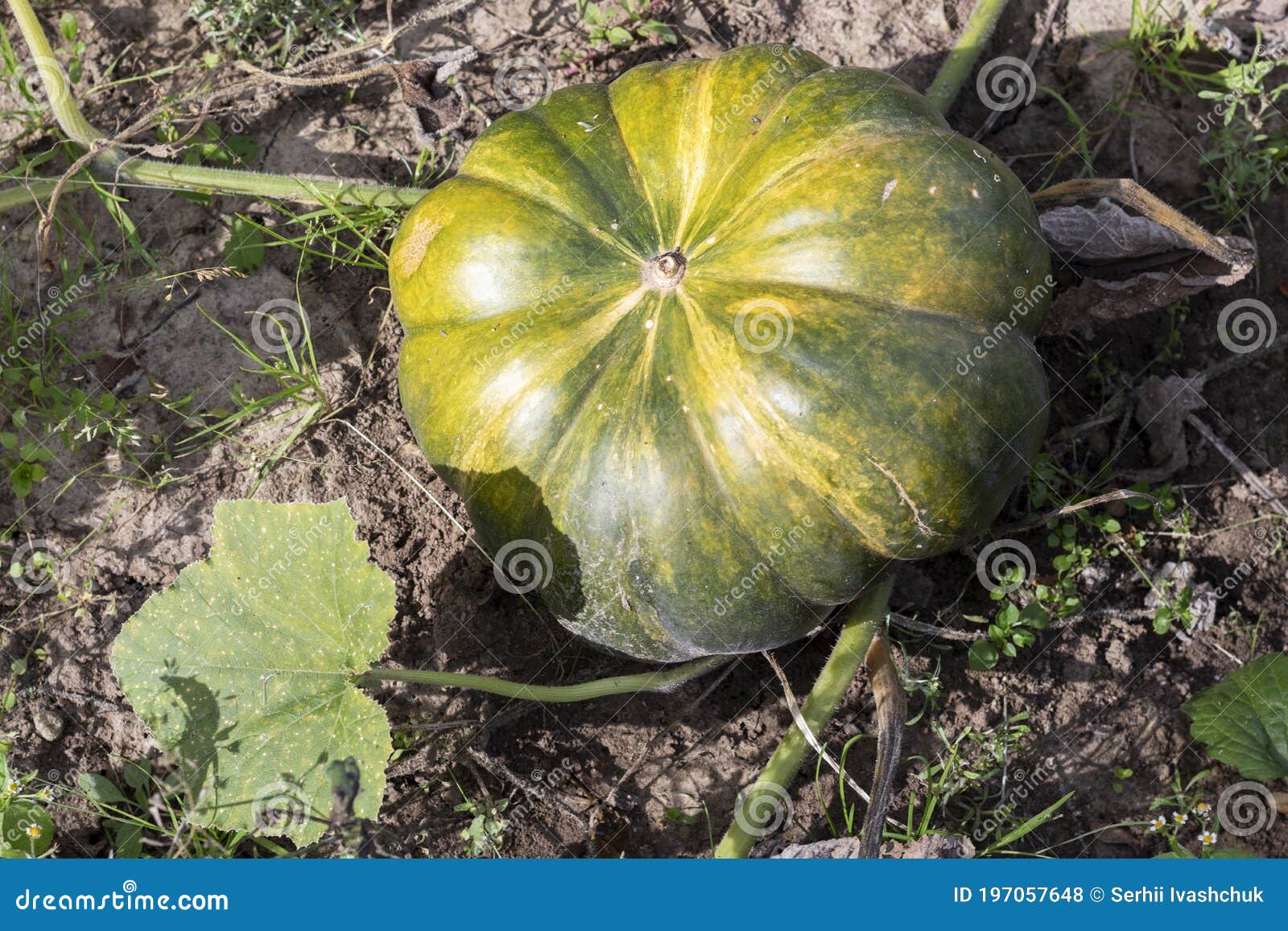 Green Pumpkin at Field of Organic Farm. Stock Photo Image of gourd