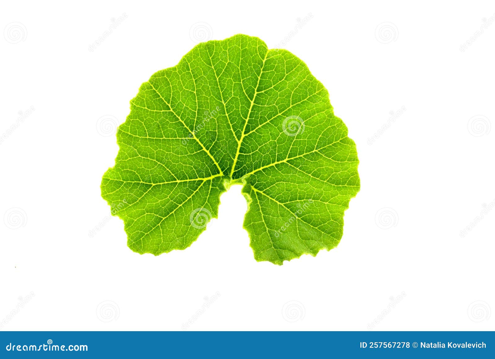 Green Pumpkin Leaf Isolated on White Background Stock Photo Image of