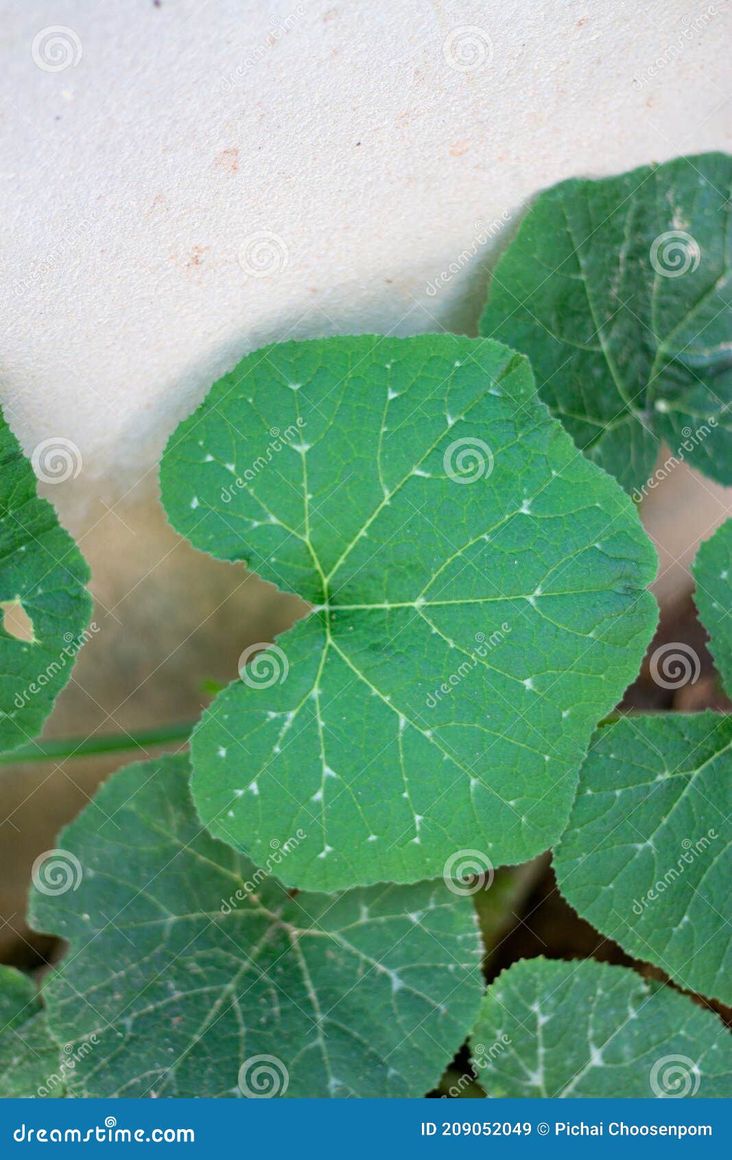 Green Pumpkin Leaves Growing on the Vegetable Patch Stock Image Image