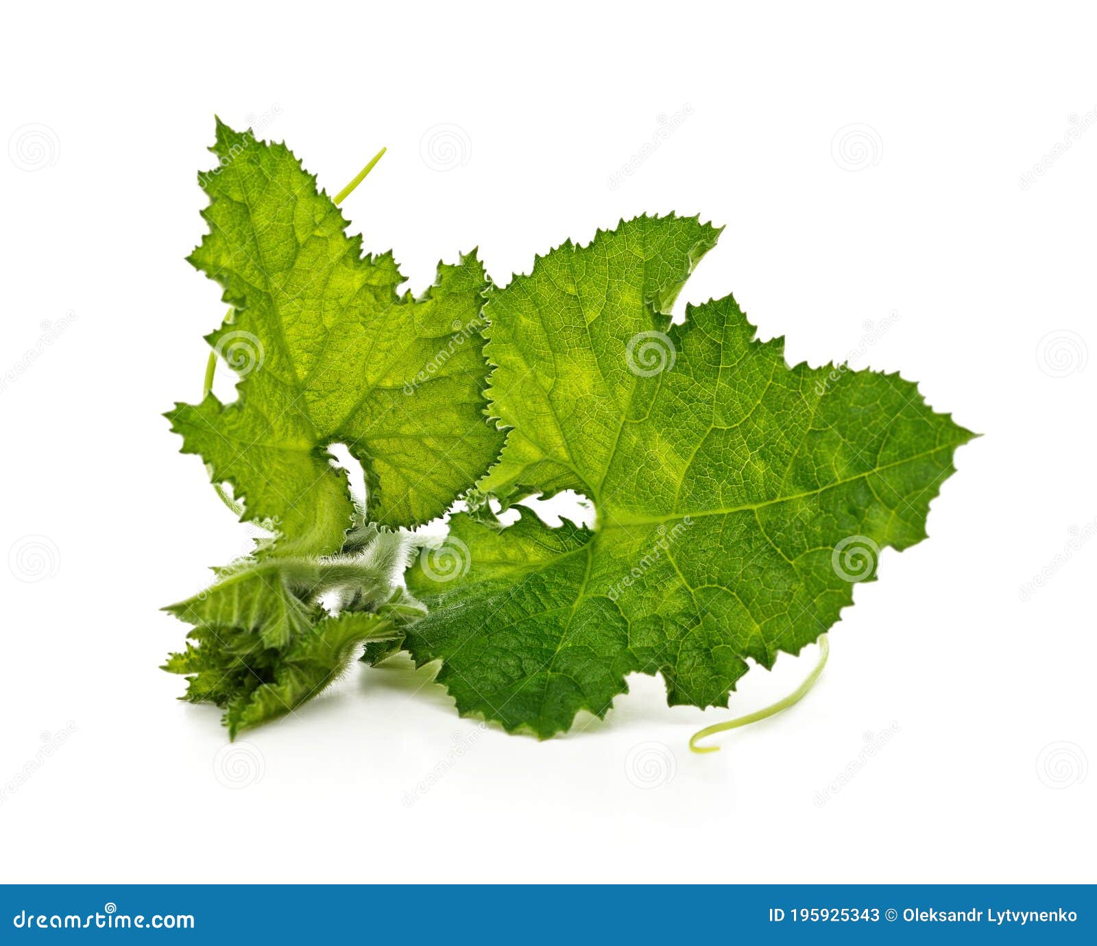 Green pumpkin leaves stock image. Image of leaf, growth 195925343