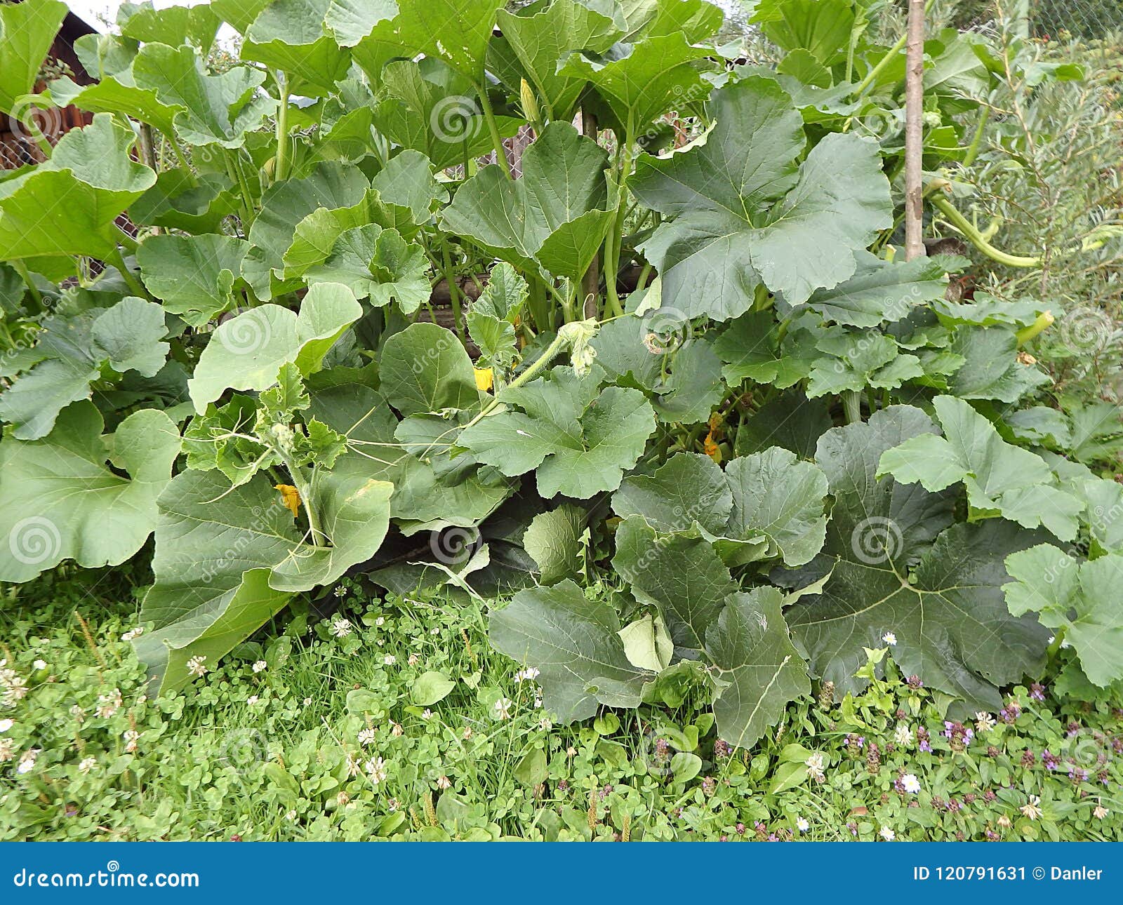 Green Pumpkin Plant Growing in the Field Stock Image Image of field